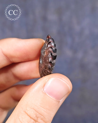 Hematite Ammonite | Ammonoid #10