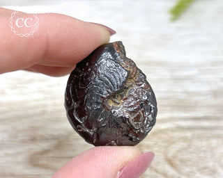 Hematite Ammonite | Ammonoid #5