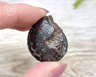 Hematite Ammonite | Ammonoid #5