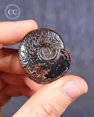 Hematite Ammonite | Ammonoid #11