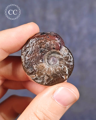 Hematite Ammonite | Ammonoid #11