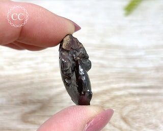 Hematite Ammonite | Ammonoid #1