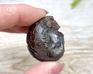 Hematite Ammonite | Ammonoid #6