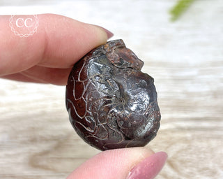 Hematite Ammonite | Ammonoid #6