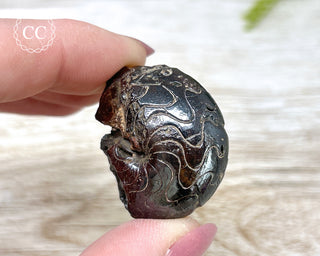 Hematite Ammonite | Ammonoid #6