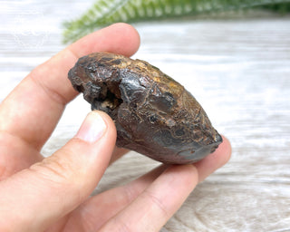 Hematite Ammonite | Ammonoid #11