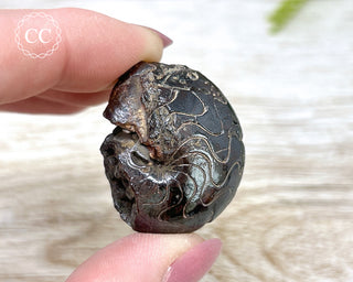 Hematite Ammonite | Ammonoid #6