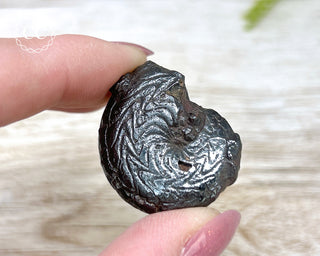 Hematite Ammonite | Ammonoid #7