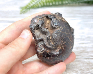 Hematite Ammonite | Ammonoid #11