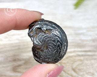 Hematite Ammonite | Ammonoid #7