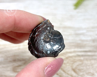 Hematite Ammonite | Ammonoid #1