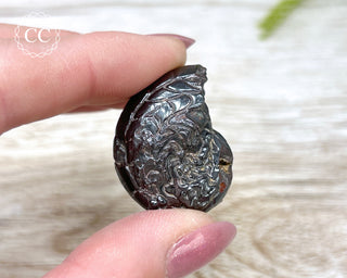 Hematite Ammonite | Ammonoid #10