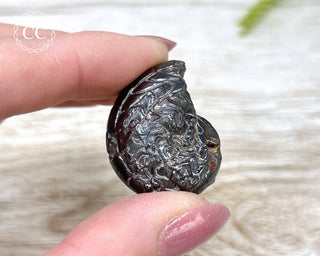 Hematite Ammonite | Ammonoid #10