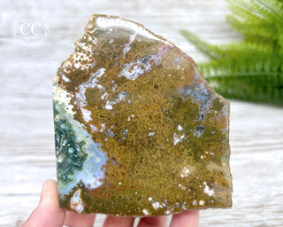 Ocean Jasper Top Polished Slice #1