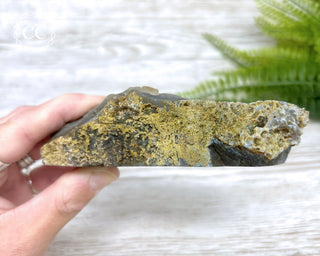 Ocean Jasper Top Polished Slice #2