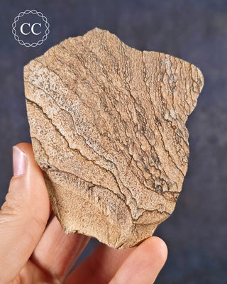 African Queen Picture Jasper - Namibia #2