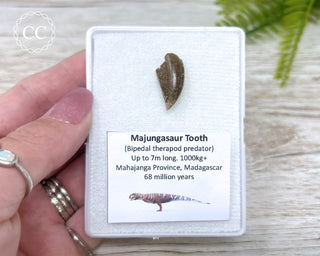 Majungasaur Tooth #2