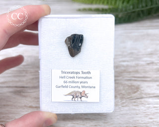 Triceratops Tooth #1