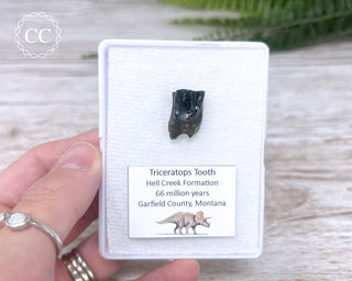 Triceratops Tooth #2