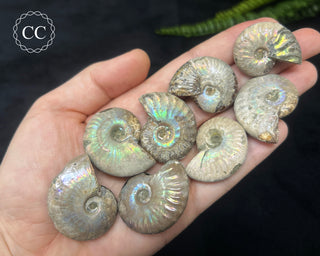 Small Iridescent Ammonite