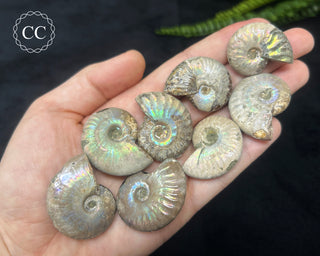 Small Iridescent Ammonites fossils in hand