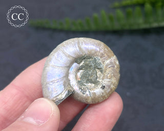 Iridescent Ammonite #13