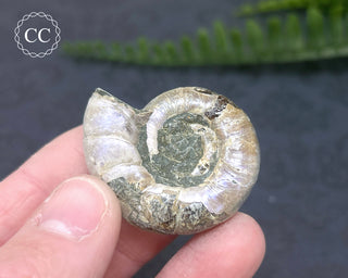 Iridescent Ammonite #13