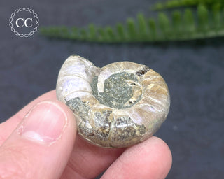 Iridescent Ammonite #13