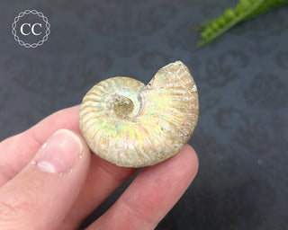 Iridescent Ammonite #2