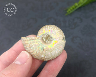 Iridescent Ammonite #2