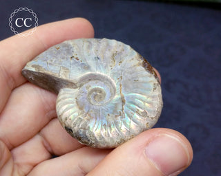 Iridescent Ammonite #19