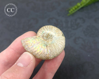 Iridescent Ammonite #2