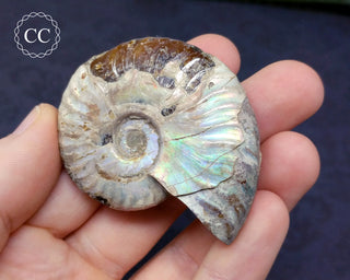 Iridescent Ammonite #19