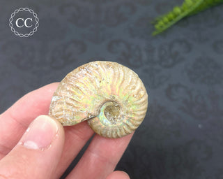 Iridescent Ammonite #2