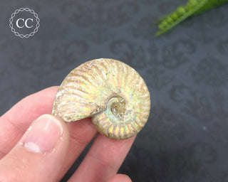 Iridescent Ammonite #2