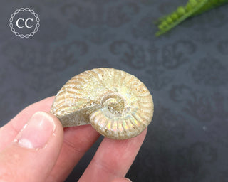 Iridescent Ammonite #2