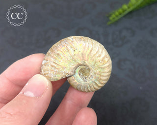 Iridescent Ammonite #2