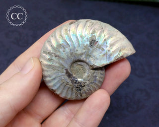 Iridescent Ammonite #20