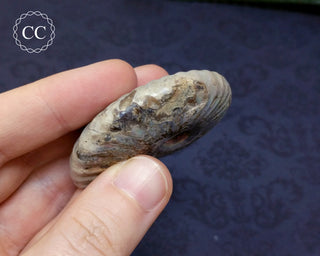 Iridescent Ammonite #20