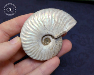 Iridescent Ammonite #23