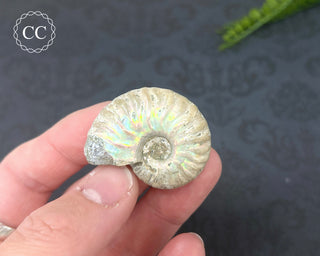 Iridescent Ammonite #4