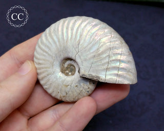 Iridescent Ammonite #23