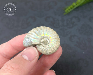 Iridescent Ammonite #4