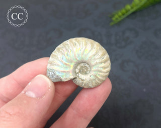 Iridescent Ammonite #4