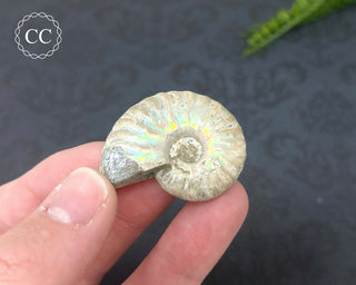 Iridescent Ammonite #4