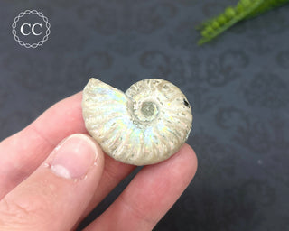 Iridescent Ammonite #4