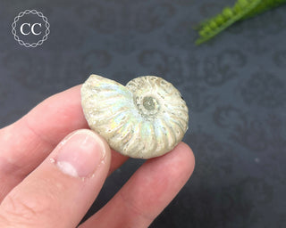 Iridescent Ammonite #4