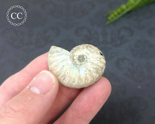 Iridescent Ammonite #4