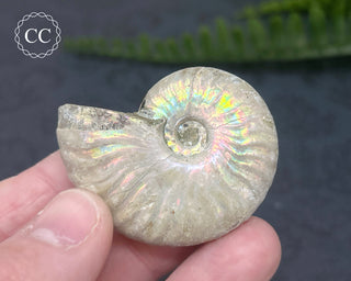 Iridescent Ammonite #4