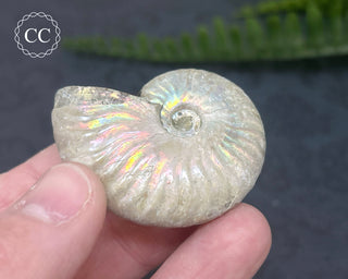 Iridescent Ammonite #4